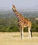 Giraffe Standing in the Massai Mara