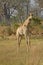 A Giraffe Standing With Oxpecker Birds On Its Neck In Botswana, Africa