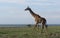 A giraffe standing on plain