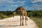 Giraffe standing in the road in Etosha National Park in Namibia Africa