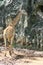 Giraffe standing by a rock