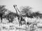 Giraffe standing in the savanna. African wildlife safari scene in Etosha National Park, Namibia, Africa. Black and white