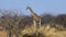 Giraffe standing in savannah of Etosha, Namibia.