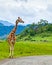 A giraffe standing by the side of the road like it`s waiting at