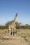 Giraffe standing tall in African bush-veld landscape with acacia tree under blue sky at Okonjima Nature Reserve, Namibia