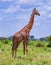 Giraffe standing in tall grass in Tsavo East National Park, Kenya. Birds sitting on the neck of a giraffe. It is a wild