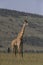 Giraffe standing tall at Masai Mara National Park