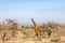 Giraffe standing and watching in the bushes