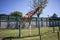 Giraffe stands on the grass behind a fence on a hot summer day