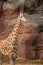 Giraffe stands in a natural environment beside a brown rock wall