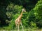 Giraffe stands tall among a lush, green forest of trees