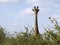 Giraffe staring in Tsavo East Park, Kenya