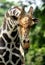 Giraffe sticking its tongue out