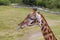 Giraffe sticks tongue out at onlooker