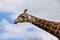 Giraffe streching neck