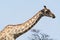 Giraffe stretching neck.