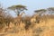 Giraffe strolling through the African bush