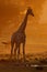 Giraffe at sunrise - Kalahari desert