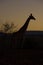 Giraffe at sunrise, Namibia