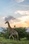 Giraffe Sunset