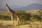 Giraffe in sunset light at Lewa Conservancy, Kenya, Africa