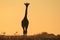 Giraffe Sunset Silhouette - Wildlife Background and Beauty from the wilds of Africa.