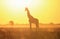 Giraffe Sunset Silhouette and Yellow Light - Wildlife Background and Beauty from the wilds of Africa.