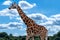 The giraffe is a tall African hoofed mammal