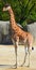 The giraffe is the tallest land animal in the world