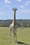 The giraffe - tallest living terrestrial animal