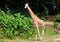 The giraffe is the tallest living terrestrial animals