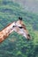 Giraffe tallest among terrestrial animals