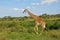 Giraffe tanzania