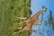 Giraffe tanzania