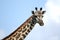 Giraffe in Tanzania, Africa