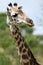 Giraffe - Tanzania, Africa