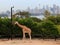 Giraffe Taronga City