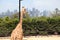 A giraffe in Taronga Zoo Australia