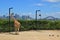 Giraffe in Taronga Zoo eating food from the hanging basket with magnificent view of Sydney