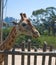 Giraffe in Taronga Zoo, Sydney