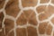 Giraffe texture