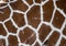 Giraffe texture