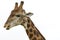 Giraffe, Three Quarter Headshot, on White