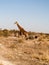 Giraffe and three wildebeest on African plain