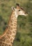 Giraffe with tick birds on it\'s neck, South Africa