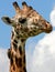 Giraffe with tick removing bird