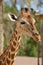 giraffe with tongue