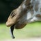 Giraffe Tongue