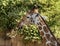 Giraffe with tongue extended eating a plant at the Dallas Zoo in Texas.