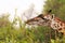 Giraffe with tongue extended feeding from a small bush